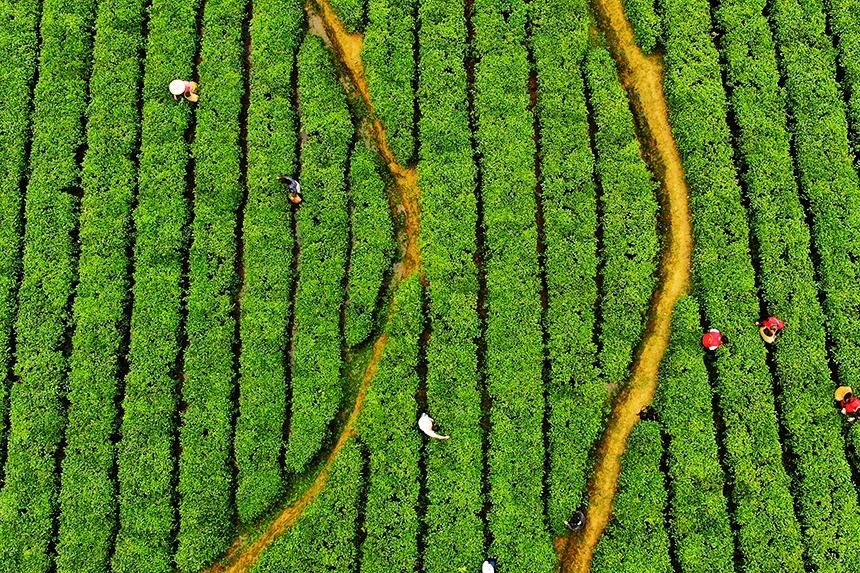 江西定南:春日采茶忙 江西定南:春日采茶忙