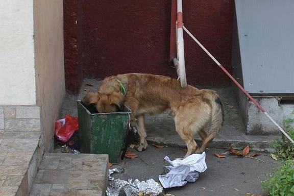 驱逐流浪狗的有用方法?流浪狗怎样处理 驱逐流浪狗的有用方法?流浪狗怎样处理
