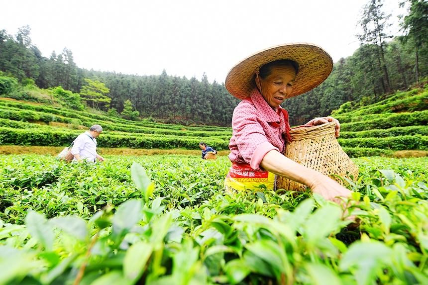 江西定南:春日采茶忙 江西定南:春日采茶忙