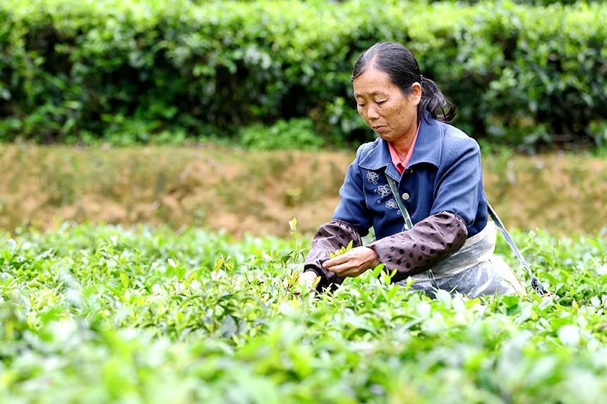 江西定南:春日采茶忙 江西定南:春日采茶忙
