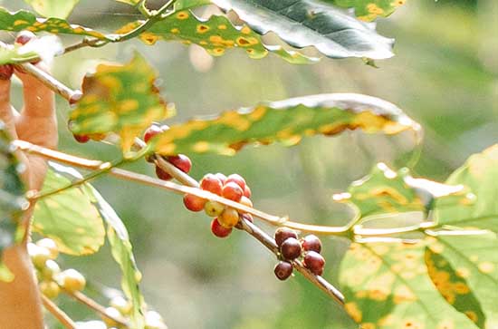 2023年小满几点几分 2023年小满几点几分