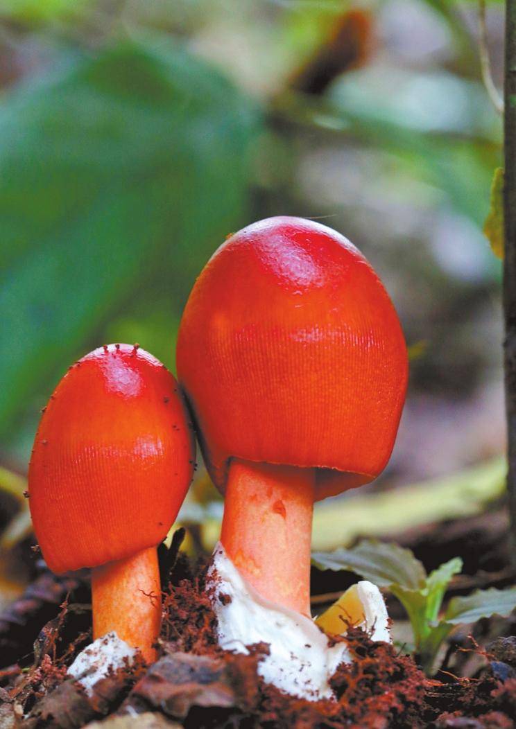 【物种资源】真菌·红黄鹅膏菌
