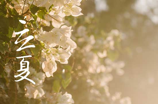 立夏的祝福语大全 立夏的祝福短信 立夏的祝福语大全 立夏的祝福短信