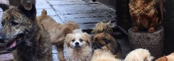 驱逐流浪狗的有用方法?流浪狗怎样处理 驱逐流浪狗的有用方法?流浪狗怎样处理