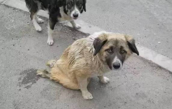 驱逐流浪狗的有用方法?流浪狗怎样处理 驱逐流浪狗的有用方法?流浪狗怎样处理