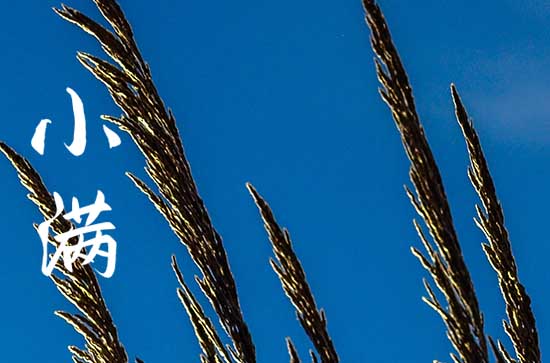 2023年小满是几月几号 2023年小满时间几点几分几秒