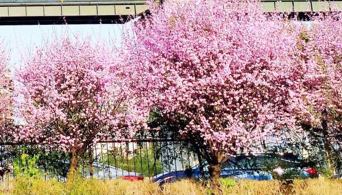 为什么要调休而不是直接放假 好好的假期为什么总要调休