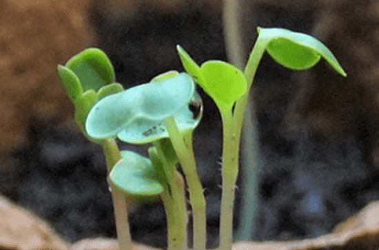 谷雨是什么意思 谷雨的传说