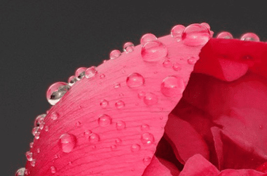 谷雨是哪天 谷雨是二十四节气中的第几个节气