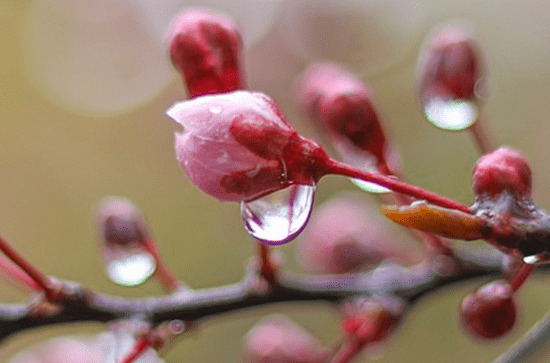 2023年谷雨当天会下雨吗 谷雨当天下雨有什么说法