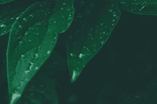 谷雨节气古诗大全 有哪些关于谷雨节气的诗词 谷雨节气古诗大全 有哪些关于谷雨节气的诗词