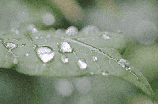 谷雨有雨兆雨多 谷雨无雨水来迟什么意思 谷雨有雨兆雨多 谷雨无雨水来迟什么意思