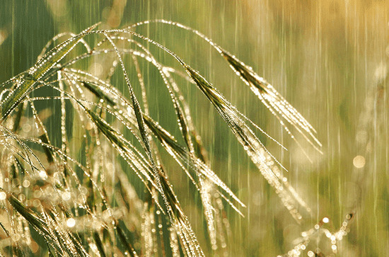 2023年谷雨当天可以扫墓吗 谷雨日是黄道吉日吗 2023年谷雨当天可以扫墓吗 谷雨日是黄道吉日吗