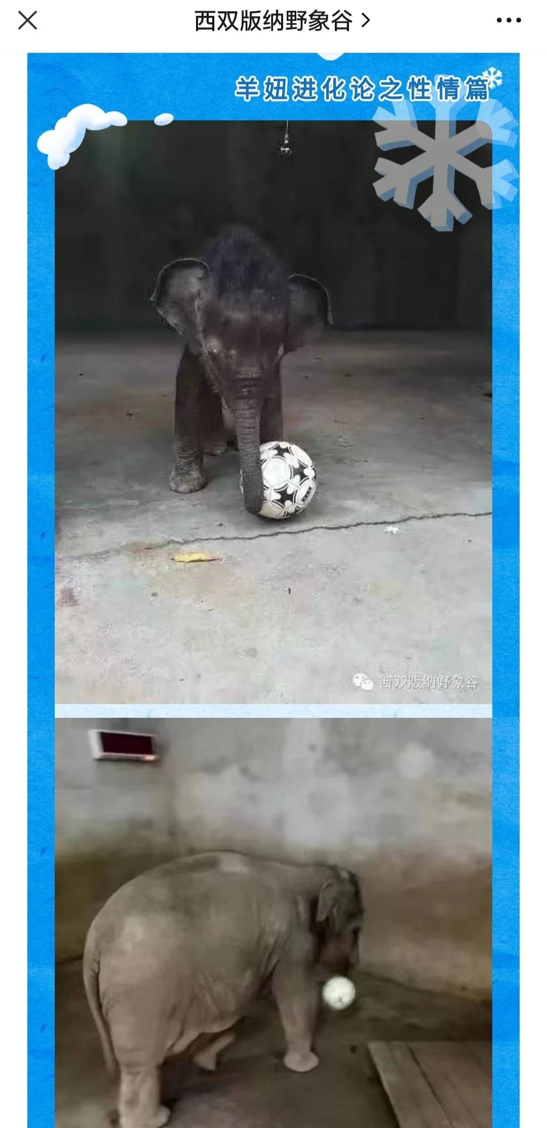 练习大象扮演是否为“优待性行为”?云南野象谷被诉案一审未当庭宣判 练习大象扮演是否为“优待性行为”?云南野象谷被诉案一审未当庭宣判