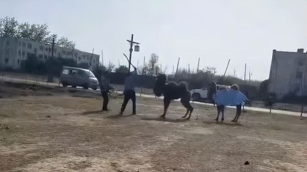 商丘文旅部分回应两男人棒打骆驼:警方已批判教育,骆驼退回 商丘文旅部分回应两男人棒打骆驼:警方已批判教育,骆驼退回