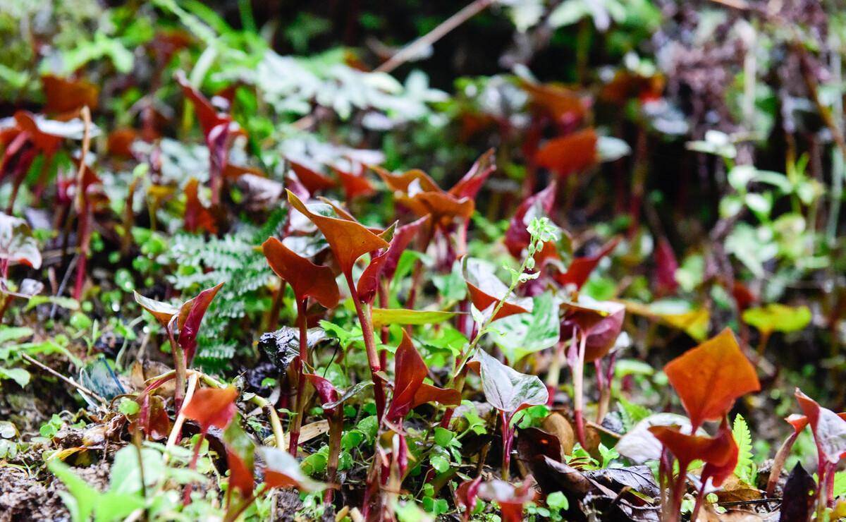 蕨菜致病不能吃？现在鱼腥草也致病？世卫安排：马兜铃酸强致病