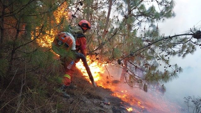 丽江玉溪两地产生森林火灾：仍有多条前方，多方力气补救中