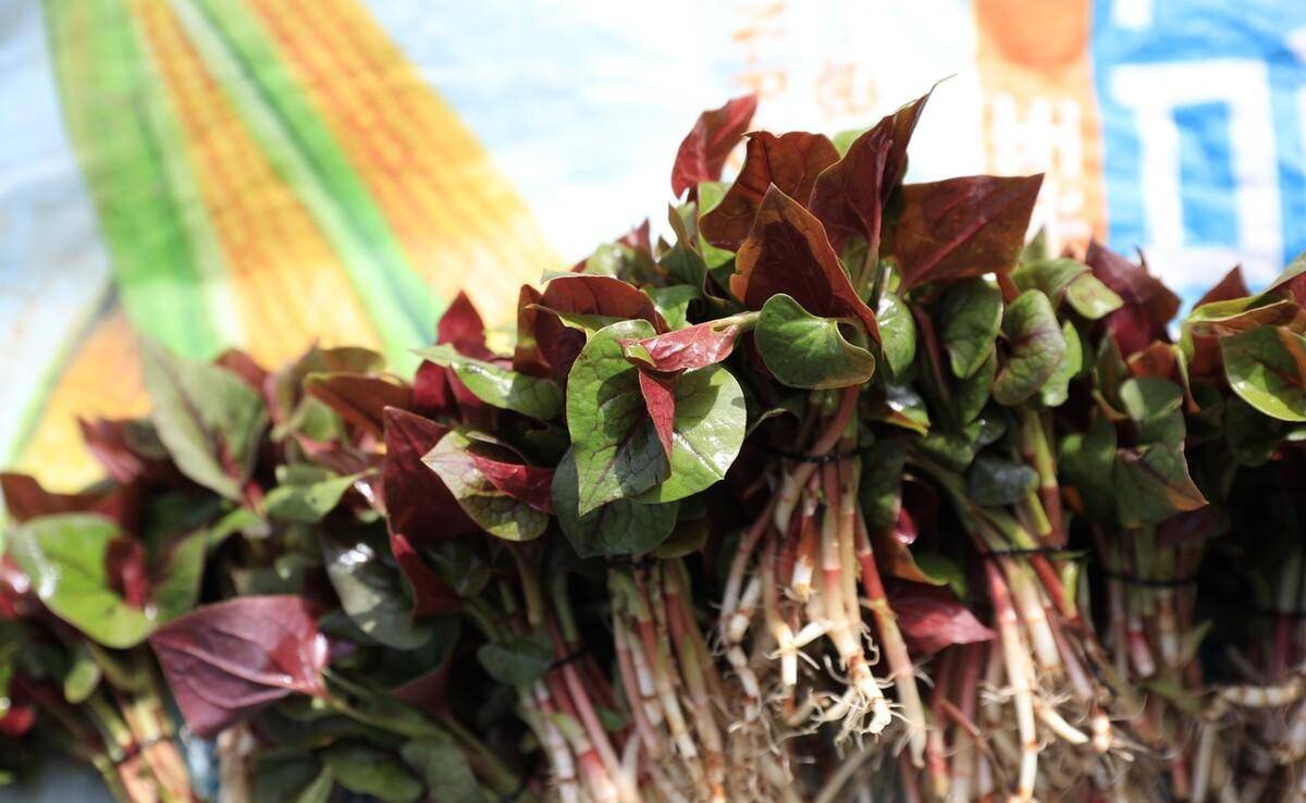 蕨菜致病不能吃？现在鱼腥草也致病？世卫安排：马兜铃酸强致病