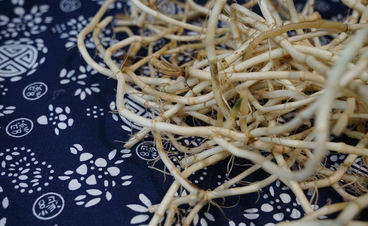 蕨菜致病不能吃？现在鱼腥草也致病？世卫安排：马兜铃酸强致病