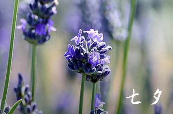 七夕节祝福语送男朋友100句