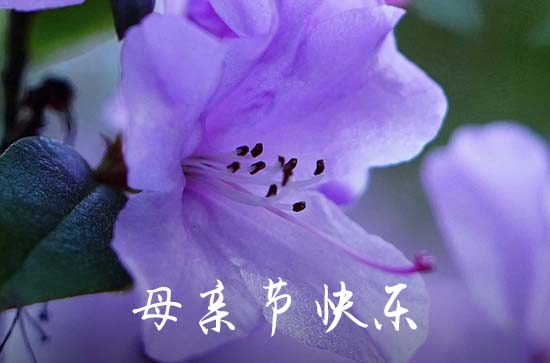 2023最新母亲节祝福语大全短句80句 2023母亲节心情说说80句