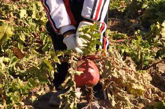 2023五一劳动节经典语录祝福 2023五一劳动节经典语录祝福