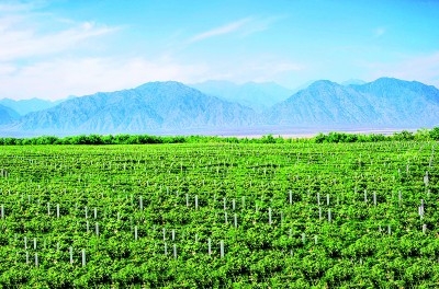 移民村是如何成为“亿元村”的——宁夏银川市西夏区昊苑村的交融开展之路