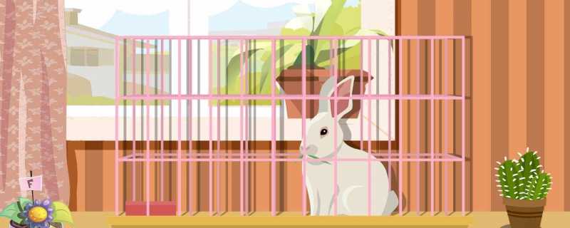 ​兔子咬西瓜一千多口没吃到瓤是怎么回事 兔子咬西瓜一千多口为什么没吃到瓤