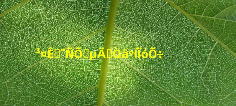 长寿花颜色的寓意和象征