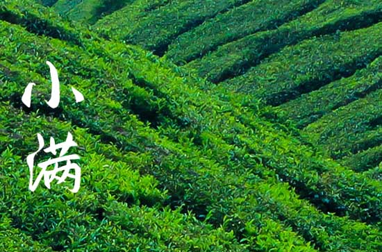 小满文案祝福语大全 小满文案寄语大全 小满文案祝福语大全 小满文案寄语大全