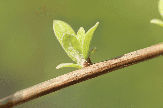 今日谷雨浪漫的说说 今日谷雨浪漫的文案