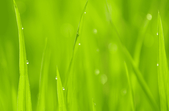 谷雨节气祝福语大全简短一句话 谷雨节气祝福语怎么说 谷雨节气祝福语大全简短一句话 谷雨节气祝福语怎么说