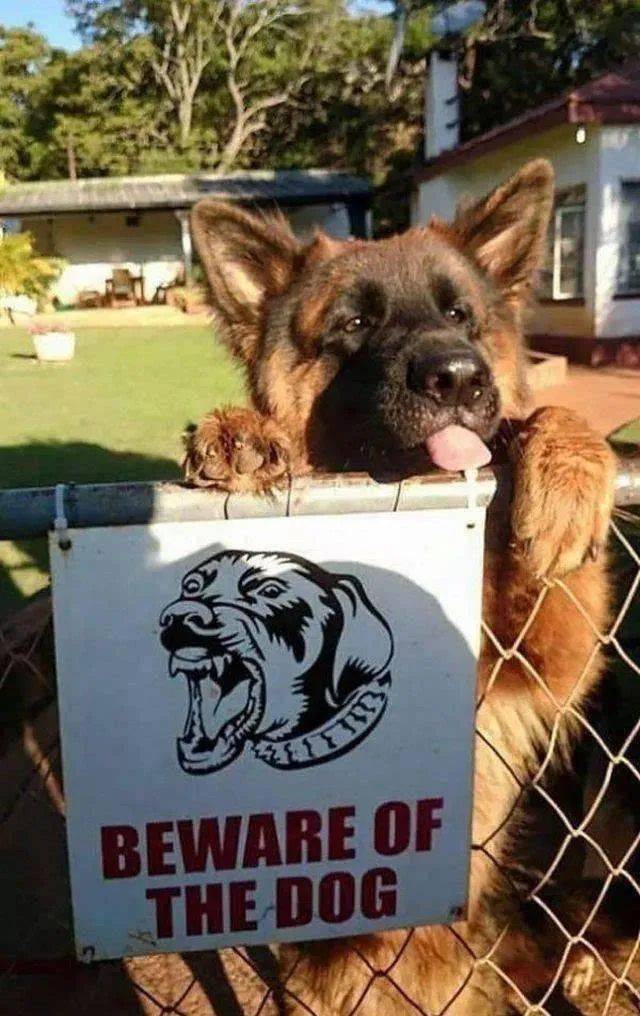 “铲屎官”们看过来! “铲屎官”们看过来!