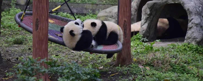 饲养员用竹竿打熊猫暖暖 园方回应：永不允许此人养熊猫