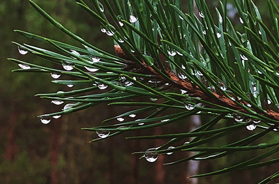 关于谷雨优美的句子80句