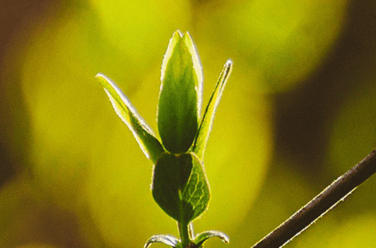 好听有意境的谷雨句子90条