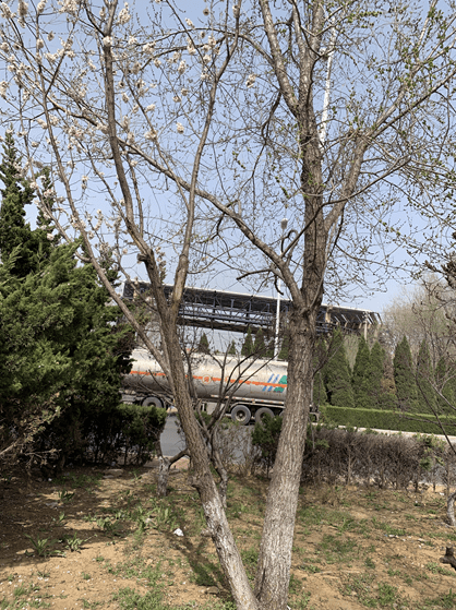 金州“同根树”一边是榆树一边是杏树 金州“同根树”一边是榆树一边是杏树