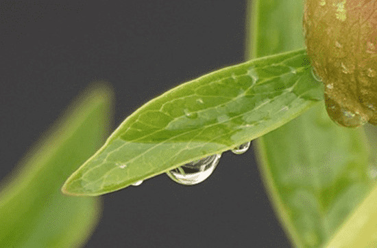 谷雨微博短信推文文案内容100句 谷雨微博短信推文文案内容100句