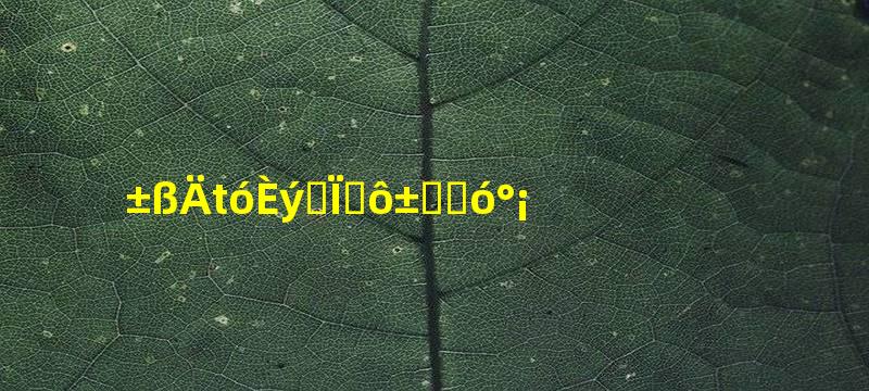 边牧大三通为什么比较贵啊