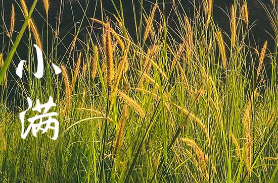 2023小满节气祝福怎么发 2023年小满祝福语句子