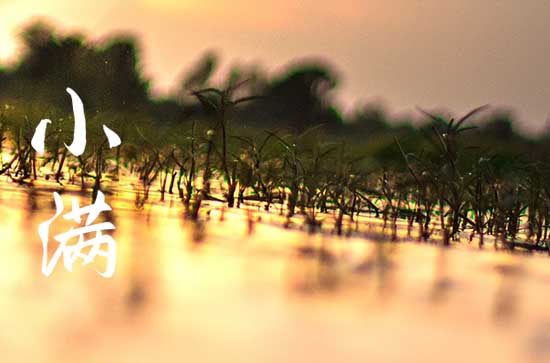 2023小满是几月几号几点几分 2023小满是哪天几点几分 2023小满是几月几号几点几分 2023小满是哪天几点几分