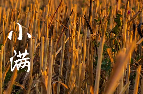 2023小满是哪天几点几分 2023年小满是哪个时间