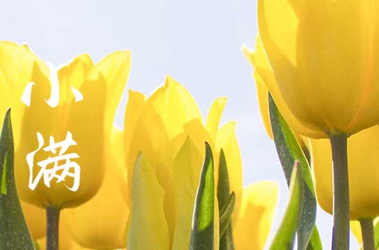 2023年小满结婚好吗 2023小满宜嫁娶吗 2023年小满结婚好吗 2023小满宜嫁娶吗