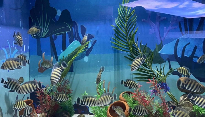 扇贝会游泳吗 扇贝到底会不会游泳