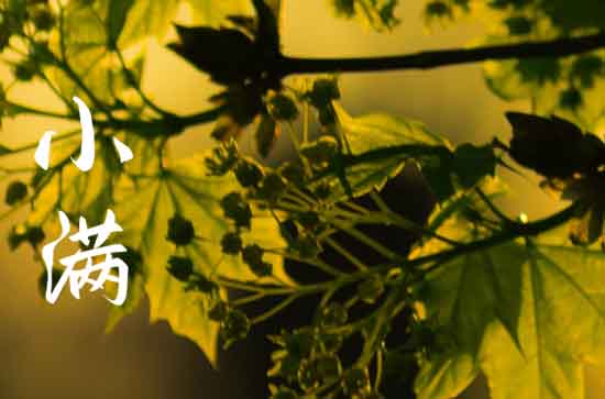 2023年小满是几点几分几秒 2023小满是哪一天什么时间 2023年小满是几点几分几秒 2023小满是哪一天什么时间