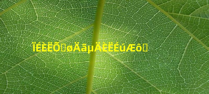 仙人掌给你的人生启示