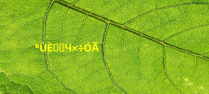 百日红功效作用