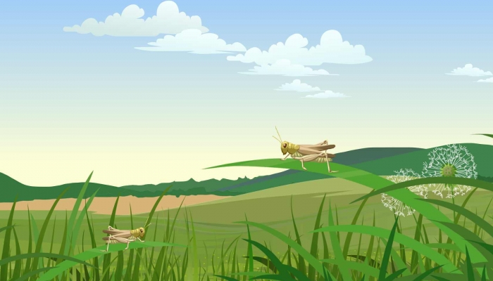 大学生在寝室发现巨拟叶螽 巨拟叶螽是什么东西