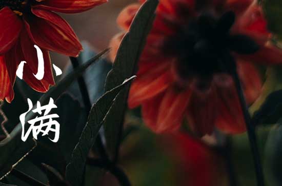 小满节气朋友圈简单句子80句 小满节气朋友圈简单句子80句