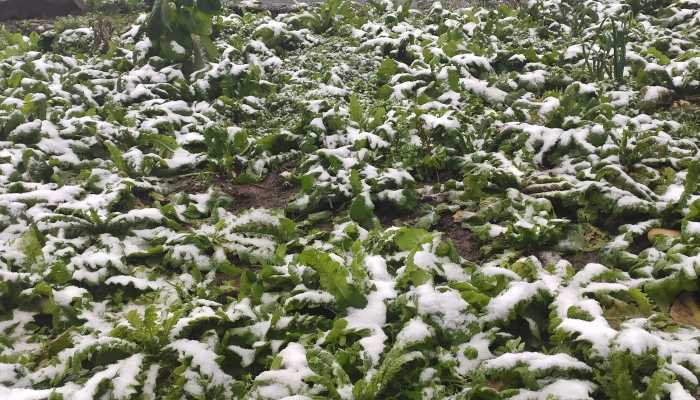 多地冷到破纪录需警惕倒春寒 如何预防倒春寒天气